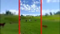 فیلم دشت مرکوه با حضور اسب های آزاد