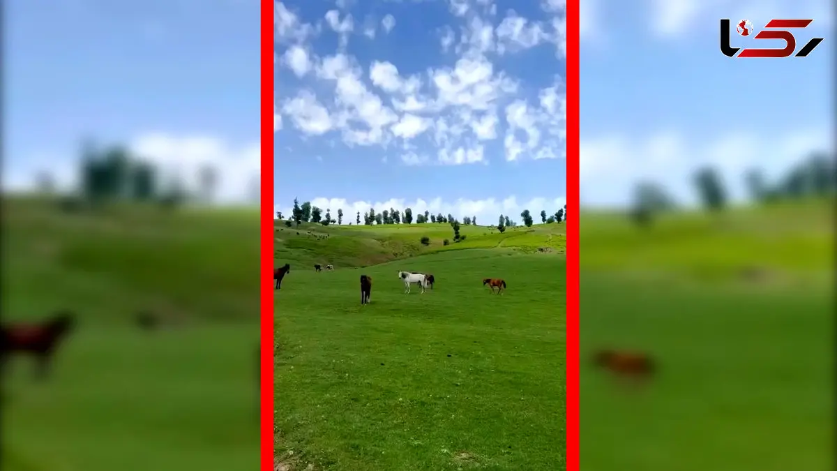 فیلم دشت مرکوه با حضور اسب های آزاد