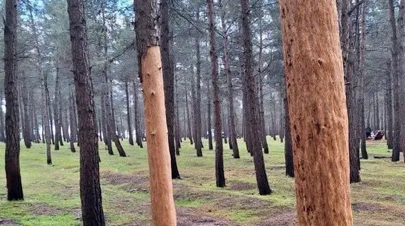 درختان بیستون گردن زده شدند/ آتش بی توجهی به محوطه جهانی هم رسید+فیلم