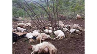 پلنگ گرسنه 10 گوسفند را در شوقان درید + عکس