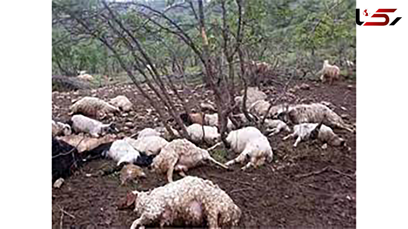 پلنگ گرسنه 10 گوسفند را در شوقان درید + عکس