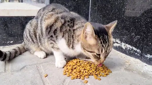 دعوای زنانه و گیس و گیس کشی بخاطر گربه های محل + نظر کارشناسی