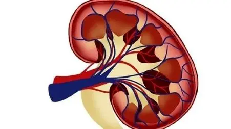 آیا ترکیب ایبوپروفن و کافئین به کلیه‌ ها آسیب می‌ زند؟ / پاسخ به پرسش های متداول