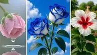 22 عکس گل فوق‌ العاده زیبا و باکیفیت؛ خاص‌ ترین گل‌ های دنیا برای پروفایل و والپیپر