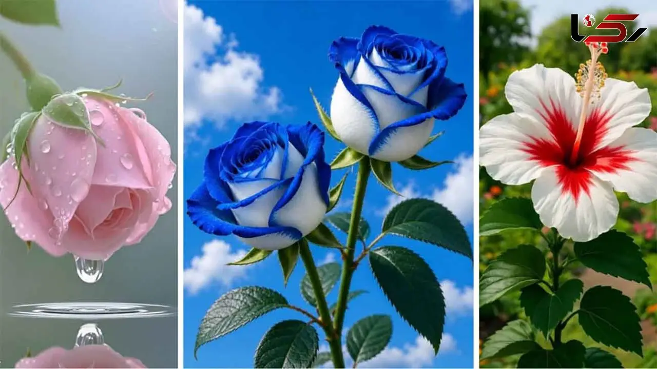 22 عکس گل فوق‌ العاده زیبا و باکیفیت؛ خاص‌ ترین گل‌ های دنیا برای پروفایل و والپیپر