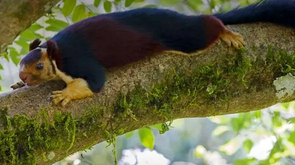 سنجاب غول پیکر نیم متری + عکس