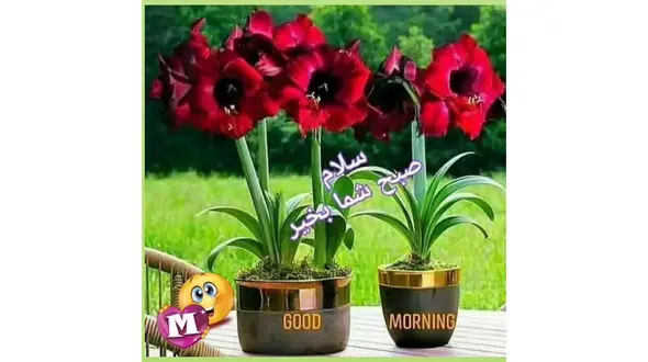 فال و طالع بینی امروز 28 دی + فیلم