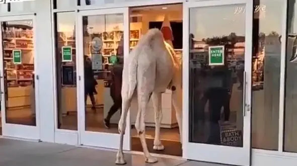 خرید از یک فروشگاه با شتر + فیلم