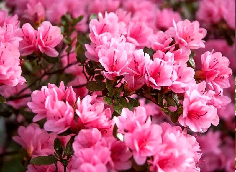 گیاهان آپارتمانی