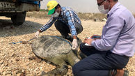 رهاسازی ۱۵ قطعه لاکپشت سبز در نایبند بوشهر