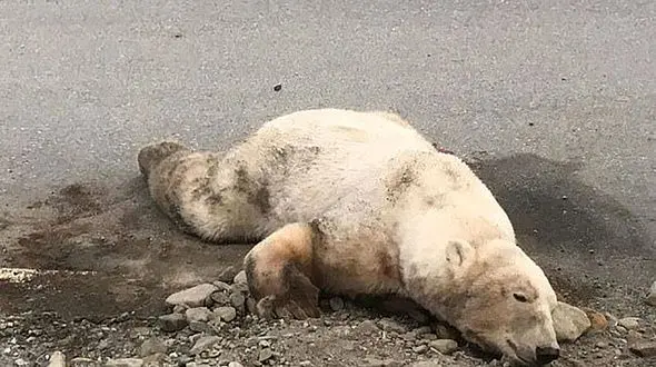 حمله مرگبار خرس قطبی به گردشگر هلندی