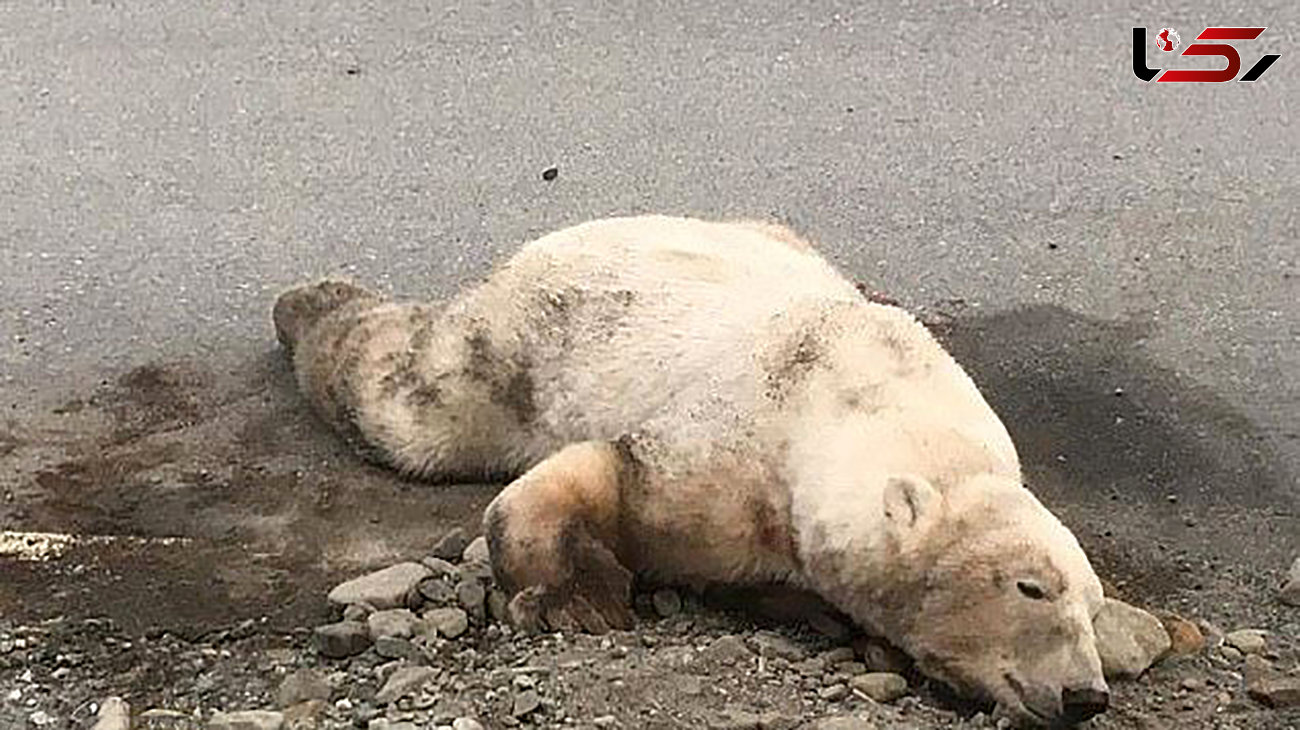 حمله مرگبار خرس قطبی به گردشگر هلندی