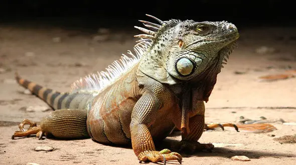 ۱۰ نکته عجیب و خواندنی درباره خزندگان 