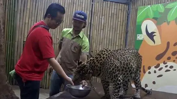 تکه پاره شدن کودک 2 ساله توسط پلنگ گرسنه+عکس