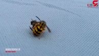 اقدام مرگبار زنبور شرور با زنبور عسل + فیلم و عکس دیدنی از مبازره سخت!