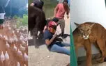 ببینید / ازحیوان وحشی در مدرسه تا خوش شانس تصادف ها ! + 10 فیلم حادثه ای 