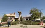 اغلب شهرداری های ایران اقدام به کاشت درختان اکالیپتوس کرده اند/ افزایش گرد و غبار و بحران منابع آبی از اثرات مخرب کاشت این درخت