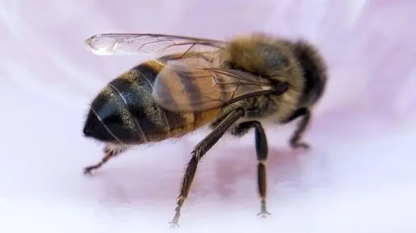 ویروس مرگبار برای زنبورهای جهان + فیلم