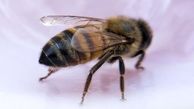 ویروس مرگبار برای زنبورهای جهان + فیلم