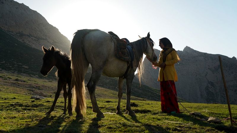 مستند رویای یک اسب