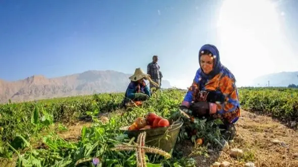 عکس / خلاقیت استثنایی کشاورز تبریزی: پیوند زدن درخت گردویی که حماسه ساخت