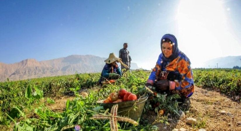 عکس / خلاقیت استثنایی کشاورز تبریزی: پیوند زدن درخت گردویی که حماسه ساخت