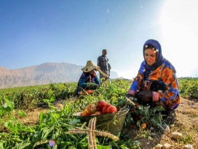 عکس / خلاقیت استثنایی کشاورز تبریزی: پیوند زدن درخت گردویی که حماسه ساخت