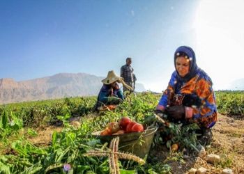 عکس / خلاقیت استثنایی کشاورز تبریزی: پیوند زدن درخت گردویی که حماسه ساخت