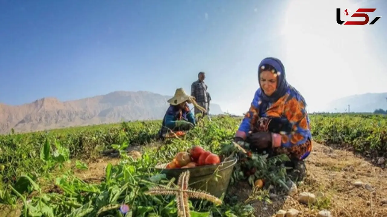 عکس / خلاقیت استثنایی کشاورز تبریزی: پیوند زدن درخت گردویی که حماسه ساخت