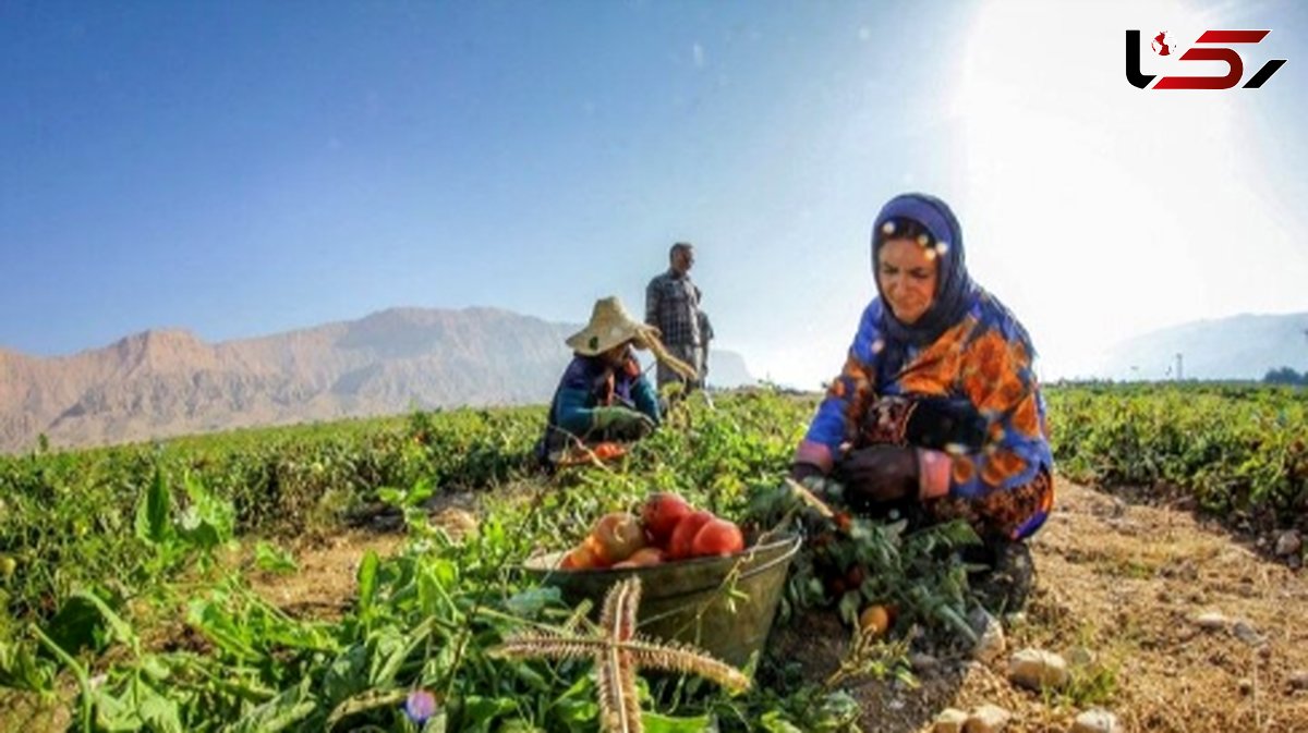 عکس / خلاقیت استثنایی کشاورز تبریزی: پیوند زدن درخت گردویی که حماسه ساخت