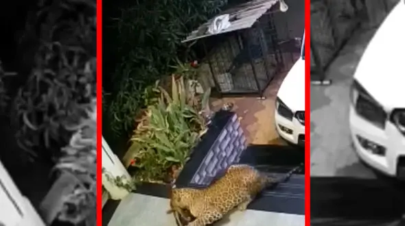 فیلم شکار سگ خانگی توسط جگوار