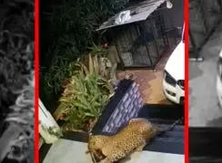 فیلم شکار سگ خانگی توسط جگوار