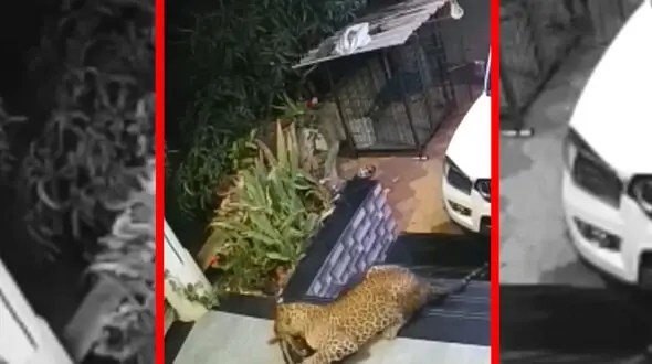 فیلم شکار سگ خانگی توسط جگوار