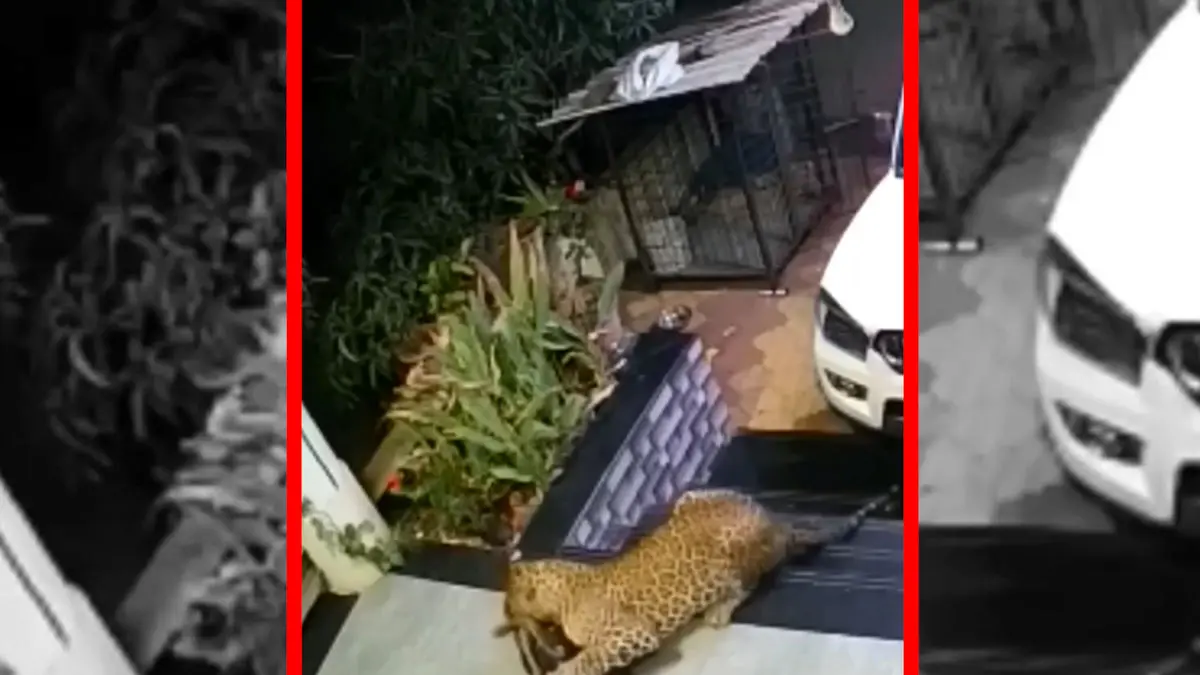 فیلم شکار سگ خانگی توسط جگوار