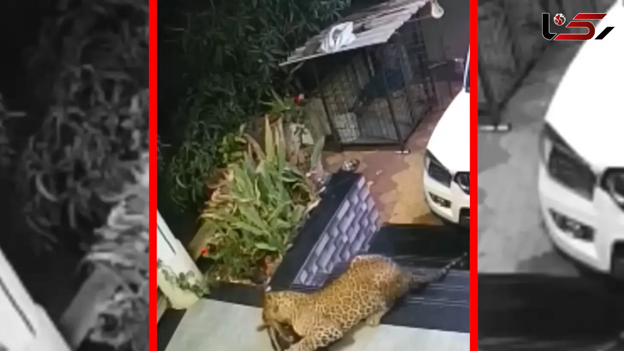 فیلم شکار سگ خانگی توسط جگوار