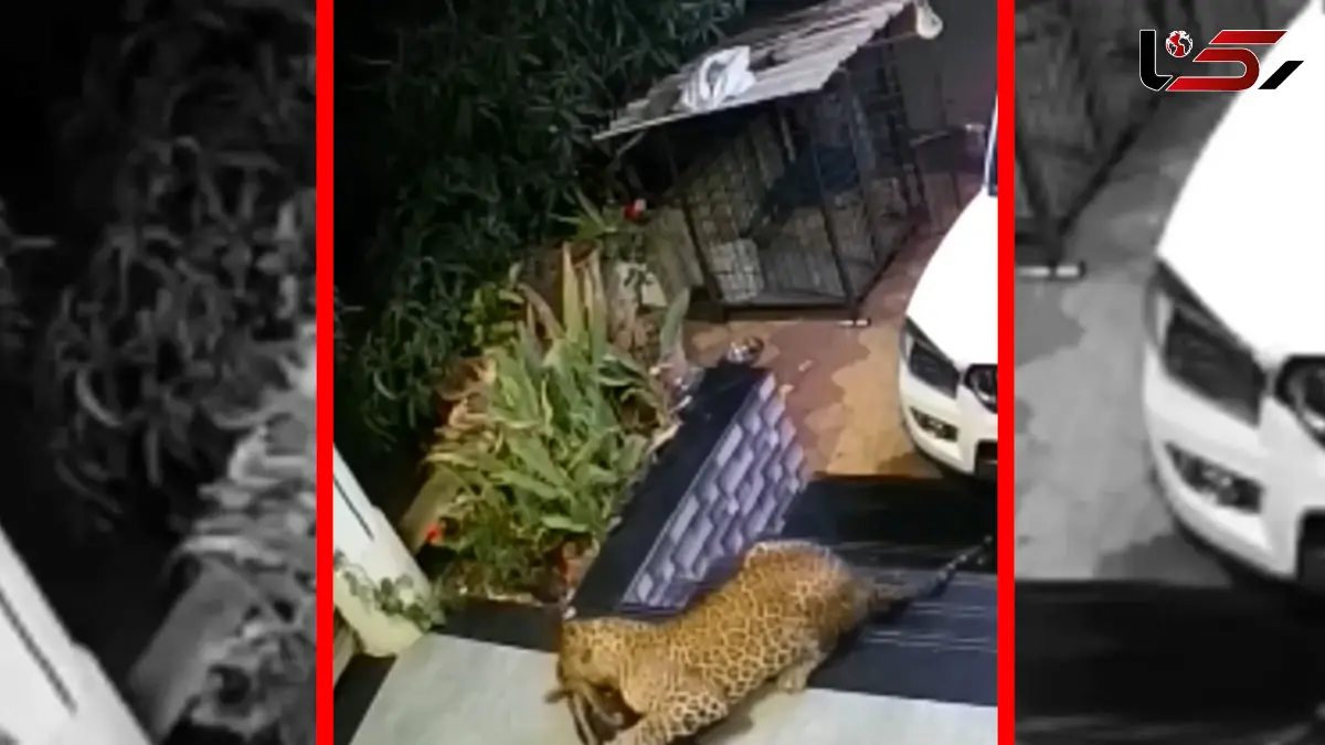 فیلم شکار سگ خانگی توسط جگوار