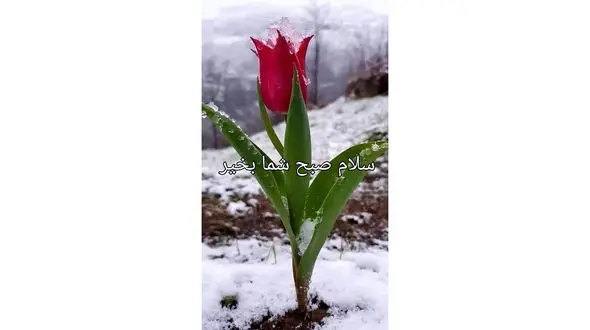 فال ابجد امروز / اول بهمن + فیلم