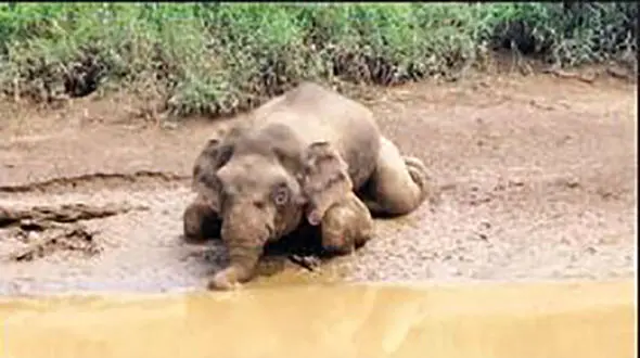  شلیک 70 گلوله به یک حیوان نگون بخت