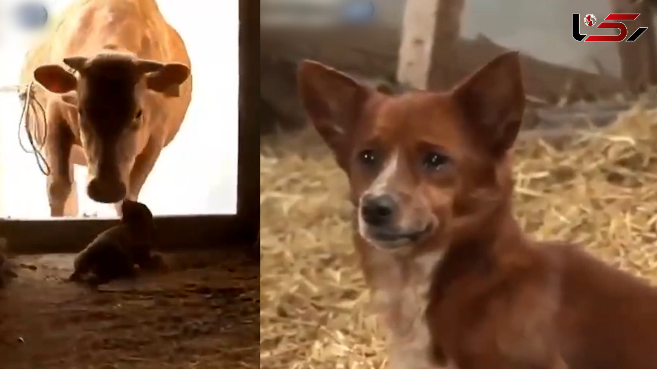 داستان واقعی سگ یتیم و عشقش به یک گاو + فیلم