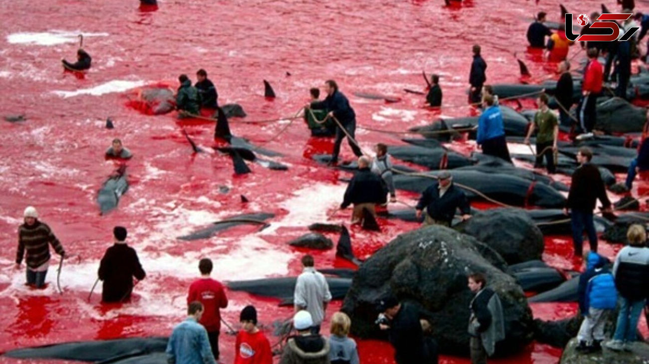 کشتار بی‌رحمانه نهنگ ها توسط دانمارکی هافیلم