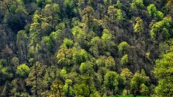 شب و جنگل / دو چهره از آرامش