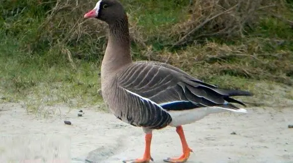 غاز پیشانی سفید کوچک در گندمان فرود آمد