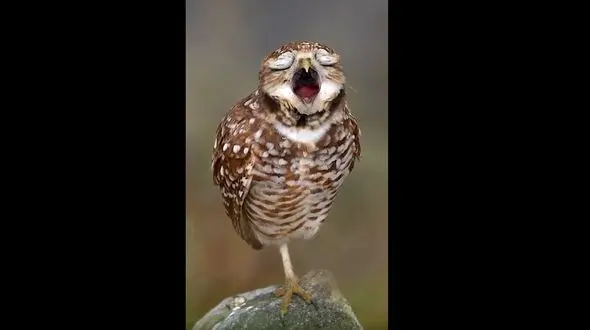 خمیازه جغد شکار دوربین ها شد / فیلم