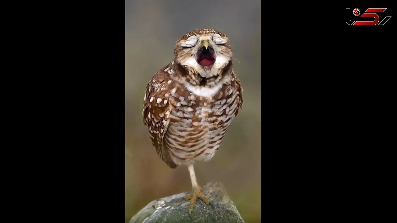 خمیازه جغد شکار دوربین ها شد / فیلم