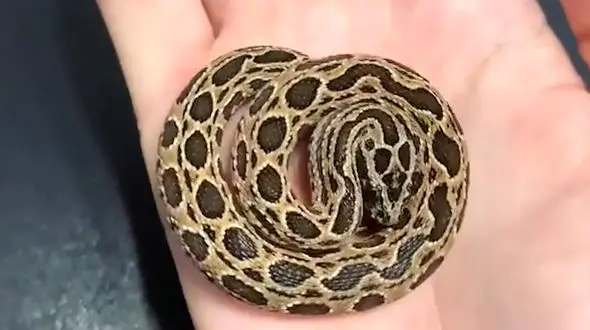 خر و پف مار را بشنوید + فیلم