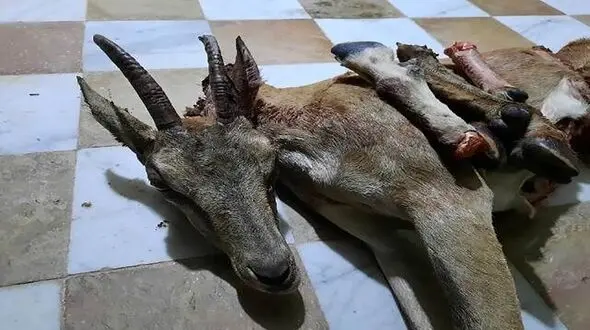 انتشار این عکس شکارچی بی رحم را به دام انداخت