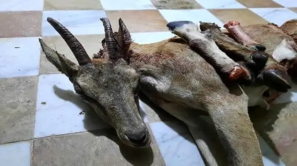 انتشار این عکس شکارچی بی رحم را به دام انداخت