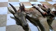 بازداشت 56 شکارچی بی رحم در خراسان جنوبی
