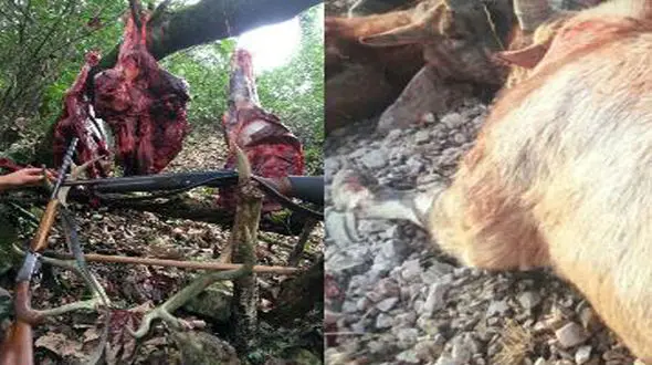 عکسی تلخ از شکار شوکا و مرال توسط شکارچیان آمل