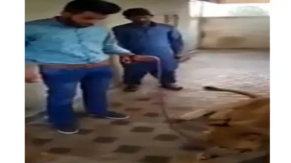 دردسر شوخی کردن با شیر در قفس+ فیلم و  عکس